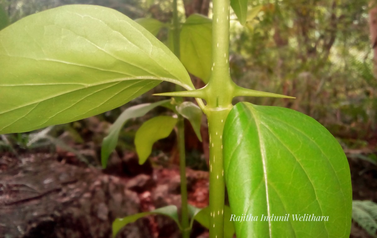 Canthium coromandelicum (Burm.f.) Alston